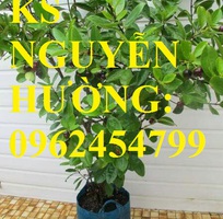1 Địa chỉ chuyên cung cấp cây giống cherry brazil, hướng dẫn cách trồng và chăm sóc cây cherry