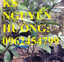 2 Địa chỉ chuyên cung cấp cây giống cherry brazil, hướng dẫn cách trồng và chăm sóc cây cherry