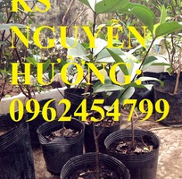 3 Địa chỉ chuyên cung cấp cây giống cherry brazil, hướng dẫn cách trồng và chăm sóc cây cherry