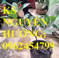 4 Địa chỉ chuyên cung cấp cây giống cherry brazil, hướng dẫn cách trồng và chăm sóc cây cherry