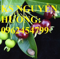 5 Địa chỉ chuyên cung cấp cây giống cherry brazil, hướng dẫn cách trồng và chăm sóc cây cherry