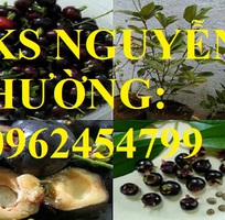 6 Địa chỉ chuyên cung cấp cây giống cherry brazil, hướng dẫn cách trồng và chăm sóc cây cherry