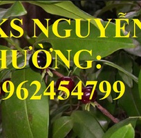 7 Địa chỉ chuyên cung cấp cây giống cherry brazil, hướng dẫn cách trồng và chăm sóc cây cherry