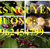 8 Địa chỉ chuyên cung cấp cây giống cherry brazil, hướng dẫn cách trồng và chăm sóc cây cherry