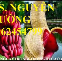 Cung cấp cây giống chuối đỏ đăcca, cây chuối đỏ, giao cây toàn quốc