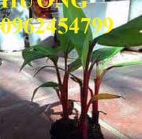 1 Cung cấp cây giống chuối đỏ đăcca, cây chuối đỏ, giao cây toàn quốc