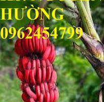 2 Cung cấp cây giống chuối đỏ đăcca, cây chuối đỏ, giao cây toàn quốc