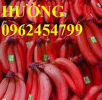 3 Cung cấp cây giống chuối đỏ đăcca, cây chuối đỏ, giao cây toàn quốc