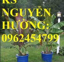 5 Cung cấp cây giống chuối đỏ đăcca, cây chuối đỏ, giao cây toàn quốc