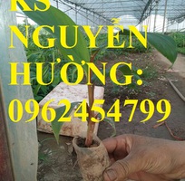 8 Cung cấp cây giống chuối đỏ đăcca, cây chuối đỏ, giao cây toàn quốc