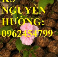 2 Địa chỉ chuyên cung cấp cây giống hoa anh đào, cây hoa anh đào Nhật Bản, giao cây toàn quốc