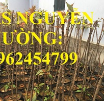 3 Địa chỉ chuyên cung cấp cây giống hoa anh đào, cây hoa anh đào Nhật Bản, giao cây toàn quốc