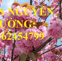 5 Địa chỉ chuyên cung cấp cây giống hoa anh đào, cây hoa anh đào Nhật Bản, giao cây toàn quốc