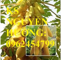 Cung cấp cây giống đu đủ vàng lùn, hướng dẫn kỹ thuật trồng cây đu đủ vàng, cung cấp cây toàn quốc