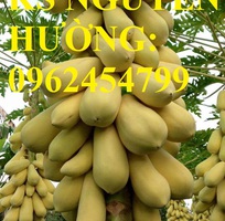 1 Cung cấp cây giống đu đủ vàng lùn, hướng dẫn kỹ thuật trồng cây đu đủ vàng, cung cấp cây toàn quốc
