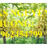 2 Cung cấp cây giống đu đủ vàng lùn, hướng dẫn kỹ thuật trồng cây đu đủ vàng, cung cấp cây toàn quốc