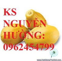 3 Cung cấp cây giống đu đủ vàng lùn, hướng dẫn kỹ thuật trồng cây đu đủ vàng, cung cấp cây toàn quốc