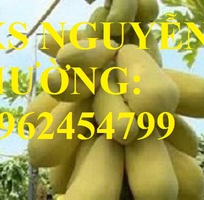 4 Cung cấp cây giống đu đủ vàng lùn, hướng dẫn kỹ thuật trồng cây đu đủ vàng, cung cấp cây toàn quốc