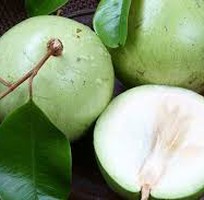 2 Cung cấp cây giống nho thân gỗ, cây nho leo giàn, cung cấp cây giống toàn quốc