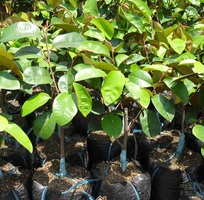 4 Cung cấp cây giống nho thân gỗ, cây nho leo giàn, cung cấp cây giống toàn quốc