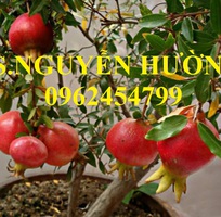 5 Địa chỉ cung cấp cây giống lựu lùn cao sản, lựu lùn ấn độ, giao cây toàn quốc