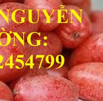 Địa chỉ cung cấp cây giống nhót ngọt, cây ngót, cây nhót mỹ, giao cây toàn quốc