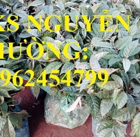 1 Địa chỉ cung cấp cây giống nhót ngọt, cây ngót, cây nhót mỹ, giao cây toàn quốc