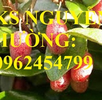 2 Địa chỉ cung cấp cây giống nhót ngọt, cây ngót, cây nhót mỹ, giao cây toàn quốc