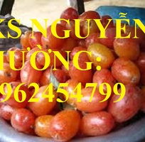 3 Địa chỉ cung cấp cây giống nhót ngọt, cây ngót, cây nhót mỹ, giao cây toàn quốc