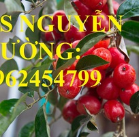 5 Địa chỉ cung cấp cây giống nhót ngọt, cây ngót, cây nhót mỹ, giao cây toàn quốc