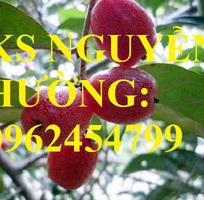 4 Địa chỉ cung cấp cây giống nhót ngọt, cây ngót, cây nhót mỹ, giao cây toàn quốc
