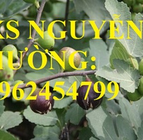 3 Cung cấp cây sung mỹ - cây ăn quả độc đáo cho nhiều dinh dưỡng, giao cây toàn quốc