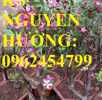 Giống táo đỏ lùn f1 siêu ngọt, trồng trong chậu, tạo dáng bonsai, giao cây toàn quốc