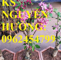 1 Giống táo đỏ lùn f1 siêu ngọt, trồng trong chậu, tạo dáng bonsai, giao cây toàn quốc