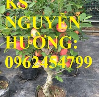 3 Giống táo đỏ lùn f1 siêu ngọt, trồng trong chậu, tạo dáng bonsai, giao cây toàn quốc