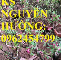 2 Giống táo đỏ lùn f1 siêu ngọt, trồng trong chậu, tạo dáng bonsai, giao cây toàn quốc