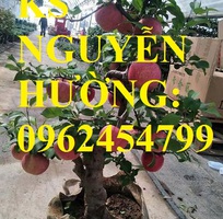 4 Giống táo đỏ lùn f1 siêu ngọt, trồng trong chậu, tạo dáng bonsai, giao cây toàn quốc
