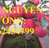 5 Giống táo đỏ lùn f1 siêu ngọt, trồng trong chậu, tạo dáng bonsai, giao cây toàn quốc
