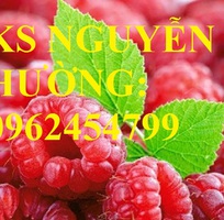 Cung cấp cây giống mâm xôi, hướng dẫn kỹ thuật trồng và chăm sóc cây mâm xôi, giao cây toàn quốc