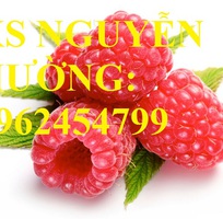 1 Cung cấp cây giống mâm xôi, hướng dẫn kỹ thuật trồng và chăm sóc cây mâm xôi, giao cây toàn quốc