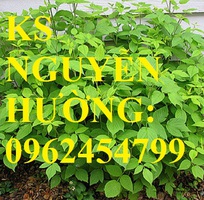 2 Cung cấp cây giống mâm xôi, hướng dẫn kỹ thuật trồng và chăm sóc cây mâm xôi, giao cây toàn quốc