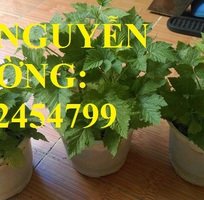 3 Cung cấp cây giống mâm xôi, hướng dẫn kỹ thuật trồng và chăm sóc cây mâm xôi, giao cây toàn quốc