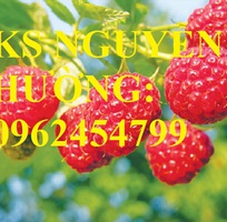 4 Cung cấp cây giống mâm xôi, hướng dẫn kỹ thuật trồng và chăm sóc cây mâm xôi, giao cây toàn quốc