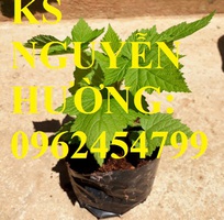 5 Cung cấp cây giống mâm xôi, hướng dẫn kỹ thuật trồng và chăm sóc cây mâm xôi, giao cây toàn quốc