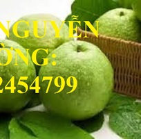 2 Địa chỉ cung cấp cây giống ổi đông dư, ổi găng, ổi tứ quý, giao cây toàn quốc