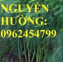 Địa chỉ cung cấp cây giống măng tây giá rẻ, cây giống sinh trưởng cho năng suất cao, giao cây tận nơ
