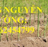 4 Địa chỉ cung cấp cây giống măng tây giá rẻ, cây giống sinh trưởng cho năng suất cao, giao cây tận nơ