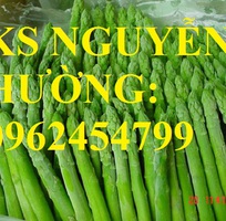 3 Địa chỉ cung cấp cây giống măng tây giá rẻ, cây giống sinh trưởng cho năng suất cao, giao cây tận nơ