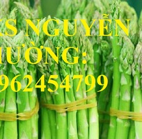 6 Địa chỉ cung cấp cây giống măng tây giá rẻ, cây giống sinh trưởng cho năng suất cao, giao cây tận nơ