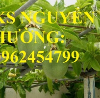 Cung cấp cây giống chanh leo ngọt colombia, chanh leo ngot, cung cấp cây giống toàn quốc